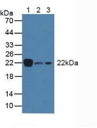 THY1 / CD90 Antibody - Western Blot; Sample: Lane1: Porcine Brain Tissue; Lane2: Rat Marrow Tissue; Lane3: Mouse Brain Tissue.