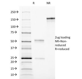 THY1 / CD90 Antibody - SDS-PAGE Analysis of Purified, BSA-Free CD90 Antibody (clone AF-9). Confirmation of Integrity and Purity of the Antibody.