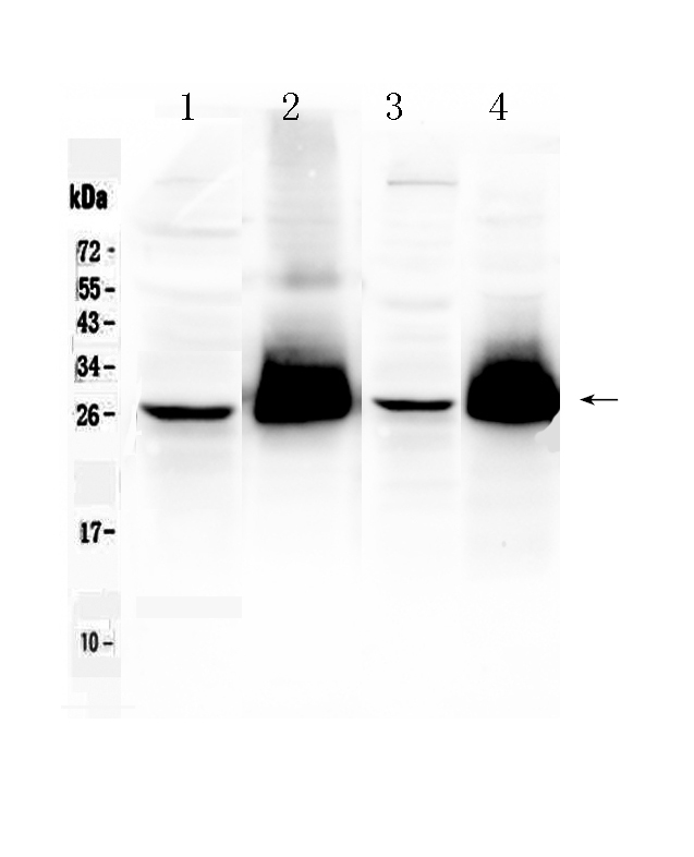 THY1 / CD90 Antibody - Western blot - Anti-CD90/Thy1 Picoband Antibody