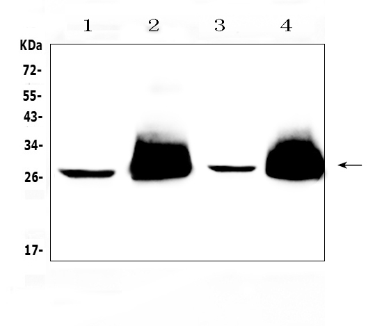 THY1 / CD90 Antibody - Western blot analysis of CD90/Thy1 using anti-CD90/Thy1 antibody. Electrophoresis was performed on a 5-20% SDS-PAGE gel at 70V (Stacking gel) / 90V (Resolving gel) for 2-3 hours. The sample well of each lane was loaded with 50ug of sample under reducing conditions. Lane 1: mouse brain tissue lysates, Lane 2: mouse thymus tissue lysates, Lane 3: mouse lung tissue lysates, Lane 4: rat thymus tissue lysates. After Electrophoresis, proteins were transferred to a Nitrocellulose membrane at 150mA for 50-90 minutes. Blocked the membrane with 5% Non-fat Milk/ TBS for 1.5 hour at RT. The membrane was incubated with rabbit anti-CD90/Thy1 antigen affinity purified polyclonal antibody at 0.5 µg/mL overnight at 4°C, then washed with TBS-0.1% Tween 3 times with 5 minutes each and probed with a goat anti-rabbit IgG-HRP secondary antibody at a dilution of 1:10000 for 1.5 hour at RT. The signal is developed using an Enhanced Chemiluminescent detection (ECL) kit with Tanon 5200 system. A specific band was detected for CD90/Thy1 at approximately 26KD. The expected band size for CD90/Thy1 is at 18KD.
