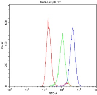 THY1 / CD90 Antibody - Flow Cytometry analysis of Neuro-2a cells using anti-CD90/Thy1 antibody. Overlay histogram showing Neuro-2a cells stained with anti-CD90/Thy1 antibody (Blue line). The cells were blocked with 10% normal goat serum. And then incubated with rabbit anti-CD90/Thy1 Antibody (1µg/10E6 cells) for 30 min at 20°C. DyLight®488 conjugated goat anti-rabbit IgG (5-10µg/10E6 cells) was used as secondary antibody for 30 minutes at 20°C. Isotype control antibody (Green line) was rabbit IgG (1µg/10E6 cells) used under the same conditions. Unlabelled sample (Red line) was also used as a control.