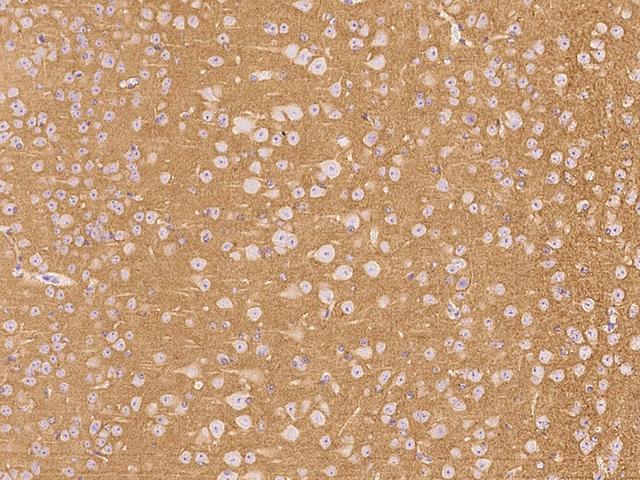 THY1 / CD90 Antibody - Immunochemical staining of mouse THY1 in mouse brain with rabbit polyclonal antibody at 1:1000 dilution, formalin-fixed paraffin embedded sections.