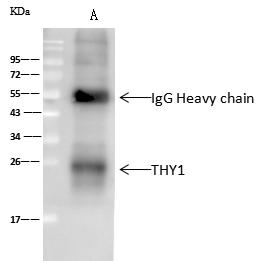 THY1 / CD90 Antibody - mTHY1 was immunoprecipitated using: Lane A: 0.5 mg HepG2 Whole Cell Lysate. 2 uL anti-mTHY1 rabbit polyclonal antibody and 60 ug of Immunomagnetic beads Protein A/G. Primary antibody: Anti-mTHY1 rabbit polyclonal antibody, at 1:100 dilution. Secondary antibody: Goat Anti-Rabbit IgG (H+L)/HRP at 1/10000 dilution. Developed using the technique. Performed under reducing conditions. Predicted band size: 18 kDa. Observed band size: 25 kDa.