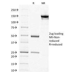 thyA / Thymidylate Synthetase Antibody - SDS-PAGE Analysis of Purified, BSA-Free TYMS Antibody (clone TYMS/1884). Confirmation of Integrity and Purity of the Antibody.