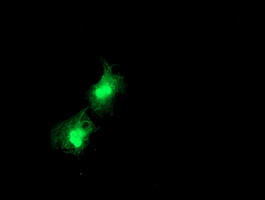 Thymidylate Kinase Antibody - Anti-DTYMK mouse monoclonal antibody immunofluorescent staining of COS7 cells transiently transfected by pCMV6-ENTRY DTYMK.