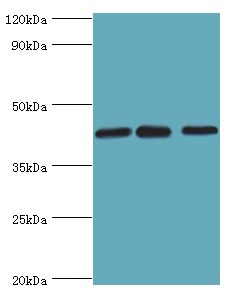 TIA-1 Antibody - Western blot. All lanes: Nucleolysin TIA-1 isoform p40 antibody at 2 ug/ml. Lane 1: Jurkat whole cell lysate. Lane 2: K562 whole cell lysate. Lane 3: HeLa whole cell lysate. secondary Goat polyclonal to rabbit at 1:10000 dilution. Predicted band size: 43 kDa. Observed band size: 43 kDa.