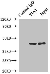 TIA-1 Antibody - Immunoprecipitating TIA1 in Hela whole cell lysate Lane 1: Rabbit monoclonal IgG (1µg) instead of TIA1 Antibody in Hela whole cell lysate.For western blotting, a HRP-conjugated anti-rabbit IgG, specific to the non-reduced form of IgG was used as the Secondary antibody (1/50000) Lane 2: TIA1 Antibody (4µg) + Hela whole cell lysate (500µg) Lane 3: Hela whole cell lysate (20µg)