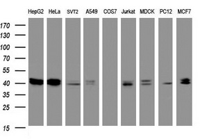 TIA-1 Antibody - Western blot of extracts (35ug) from 9 different cell lines by using anti-TIA1 monoclonal antibody (HepG2: human; HeLa: human; SVT2: mouse; A549: human; COS7: monkey; Jurkat: human; MDCK: canine; PC12: rat; MCF7: human).