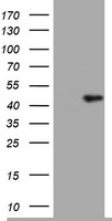TIA-1 Antibody - HEK293T cells were transfected with the pCMV6-ENTRY control (Left lane) or pCMV6-ENTRY TIA1 (Right lane) cDNA for 48 hrs and lysed. Equivalent amounts of cell lysates (5 ug per lane) were separated by SDS-PAGE and immunoblotted with anti-TIA1.