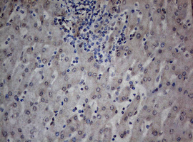 TIA-1 Antibody - IHC of paraffin-embedded Human liver tissue using anti-TIA1 mouse monoclonal antibody.