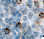 TIA-1 Antibody - IHC of TIÁ-1 on FFPE Tonsil tissue.