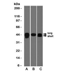 TIA-1 Antibody -  This image was taken for the unmodified form of this product. Other forms have not been tested.