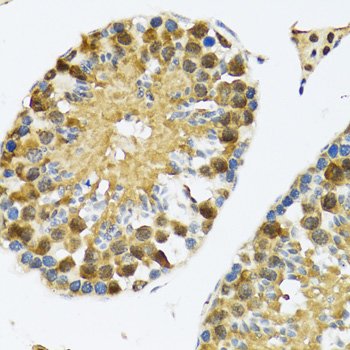 TIA-1 Antibody - Immunohistochemistry of paraffin-embedded rat testis tissue.