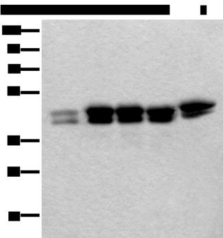 TIA-1 Antibody - Western blot analysis of 293T Hela and HEPG2 cell lysates  using TIA1 Polyclonal Antibody at dilution of 1:250