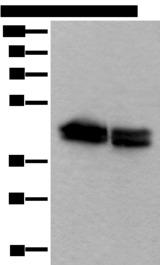 TIA-1 Antibody - Western blot analysis of HEPG2 and NIH/3T3 cell lysates  using TIA1 Polyclonal Antibody at dilution of 1:600