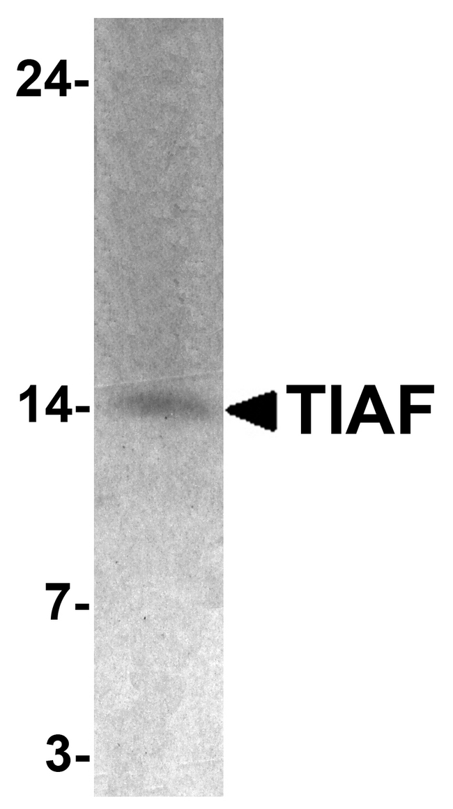 TIAF1 Antibody - Western blot analysis of TIAF in K562 cell lysate with TIAF antibody at 1 ug/ml.