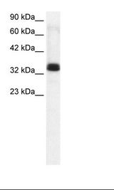 TIAL1 Antibody - Jurkat Cell Lysate.  This image was taken for the unconjugated form of this product. Other forms have not been tested.
