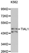 TIAL1 Antibody - Western blot analysis of extracts of K562 cells.