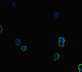TIAM1 Antibody - Immunofluorescent analysis of HepG2 cells diluted at 1:100 and Alexa Fluor 488-congugated AffiniPure Goat Anti-Rabbit IgG(H+L)