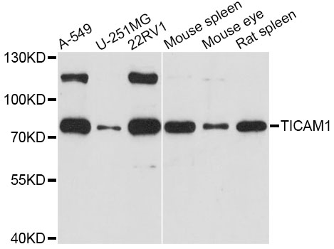 TICAM1 / TRIF Antibody - Western blot analysis of extracts of various cell lines, using TICAM1 antibody at 1:1000 dilution. The secondary antibody used was an HRP Goat Anti-Rabbit IgG (H+L) at 1:10000 dilution. Lysates were loaded 25ug per lane and 3% nonfat dry milk in TBST was used for blocking. An ECL Kit was used for detection and the exposure time was 90s.