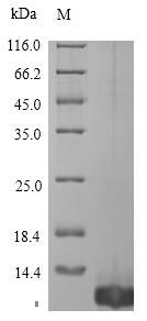 Tick anticoagulant peptide Protein - (Tris-Glycine gel) Discontinuous SDS-PAGE (reduced) with 5% enrichment gel and 15% separation gel.