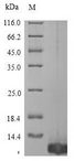 Tick anticoagulant peptide Protein - (Tris-Glycine gel) Discontinuous SDS-PAGE (reduced) with 5% enrichment gel and 15% separation gel.