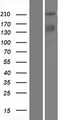 TICRR Protein - Western validation with an anti-DDK antibody * L: Control HEK293 lysate R: Over-expression lysate