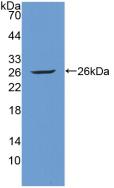 TIE1 / TIE Antibody - Western Blot; Sample: Recombinant Tie1, Human.