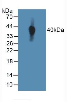 TIE1 / TIE Antibody - Western Blot; Sample: Human MCF7 Cells.