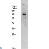 TIF-IA / RRN3 Antibody - Western blot analysis of 3T3 lysate, antibody was diluted at 1000. Secondary antibody was diluted at 1:20000.