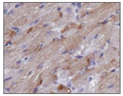 TIGAR Antibody - Immunohistochemistry: TIGAR Antibody - Analysis of TIGAR in mouse muscle.  This image was taken for the unconjugated form of this product. Other forms have not been tested.
