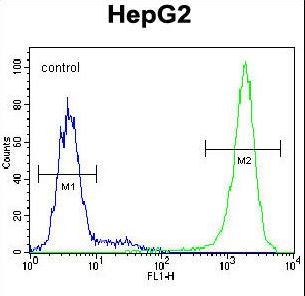 TIGD3 Antibody - TIGD3 Antibody flow cytometry of HepG2 cells (right histogram) compared to a negative control cell (left histogram). FITC-conjugated goat-anti-rabbit secondary antibodies were used for the analysis.
