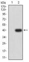 TIGIT Antibody - Western blot analysis using TIGIT mAb against HEK293 (1) and TIGIT (AA: extra 22-141)-hIgGFc transfected HEK293 (2) cell lysate.