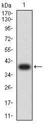 TIGIT Antibody - Western blot analysis using TIGIT mAb against human TIGIT (AA: extra 22-141) recombinant protein. (Expected MW is 39 kDa)