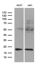TIM23 Antibody - Western blot analysis of extracts. (35ug) from 2 different cell lines by using anti-TIMM23 monoclonal antibody. (1:500)