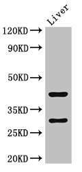 TIMD4 / TIM4 / TIM-4 Antibody - Western Blot Positive WB detected in: Mouse liver tissue All lanes: TIMD4 antibody at 2µg/ml Secondary Goat polyclonal to rabbit IgG at 1/50000 dilution Predicted band size: 42, 39 kDa Observed band size: 42, 30 kDa