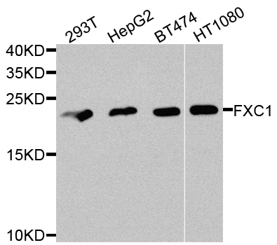 TIMM10B / FXC1 Antibody - Western blot analysis of extracts of various cells.