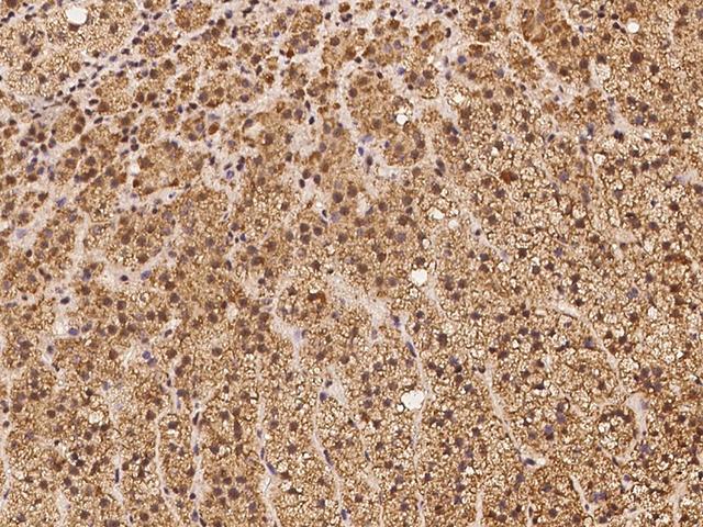 TIMM10B / FXC1 Antibody - Immunochemical staining of human TIMM10B in human adrenal gland with rabbit polyclonal antibody at 1:100 dilution, formalin-fixed paraffin embedded sections.