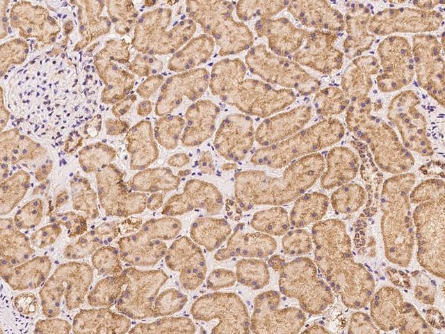 TIMM10B / FXC1 Antibody - Immunochemical staining of human TIMM10B in human kidney with rabbit polyclonal antibody at 1:100 dilution, formalin-fixed paraffin embedded sections.