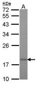 TIMM17A / TIM17 Antibody - Sample (30 ug of whole cell lysate). A: Hela. 12% SDS PAGE. TIMM17A / TIM17 antibody diluted at 1:1000.
