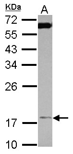 TIMM17A / TIM17 Antibody - Sample (30 ug of whole cell lysate) A: K562 12% SDS PAGE TIMM17A antibody diluted at 1:1000