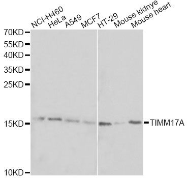 TIMM17A / TIM17 Antibody - Western blot analysis of extracts of various cell lines, using TIMM17A antibody at 1:1000 dilution. The secondary antibody used was an HRP Goat Anti-Rabbit IgG (H+L) at 1:10000 dilution. Lysates were loaded 25ug per lane and 3% nonfat dry milk in TBST was used for blocking. An ECL Kit was used for detection and the exposure time was 30s.