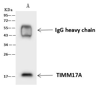 TIMM17A / TIM17 Antibody - TIMM17A was immunoprecipitated using: Lane A: 0.5 mg HeLa Whole Cell Lysate. 4 uL anti-TIMM17A rabbit polyclonal antibody and 60 ug of Immunomagnetic beads Protein A/G. Primary antibody: Anti-TIMM17A rabbit polyclonal antibody, at 1:100 dilution. Secondary antibody: Goat Anti-Rabbit IgG (H+L)/HRP at 1/10000 dilution. Developed using the ECL technique. Performed under reducing conditions. Predicted band size: 18 kDa. Observed band size: 18 kDa.