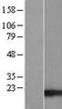 TIMM17B Protein - Western validation with an anti-DDK antibody * L: Control HEK293 lysate R: Over-expression lysate