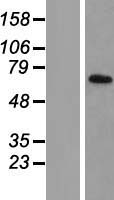 TIMM44 / TIM44 Protein - Western validation with an anti-DDK antibody * L: Control HEK293 lysate R: Over-expression lysate