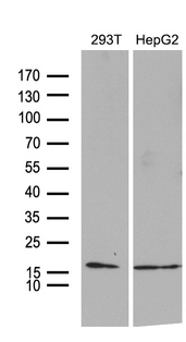 TIMM8A Antibody - Western blot analysis of extracts. (35ug) from 2 different cell lines by using anti-TIMM8A monoclonal antibody. (1:500)