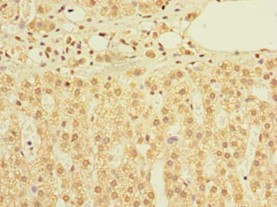 TIMM9 Antibody - Immunohistochemistry of paraffin-embedded human adrenal gland tissue using TIMM9 Antibody at dilution of 1:100