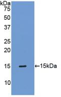 TIMP1 Antibody - Western Blot; Sample: Recombinant TIMP1, Mouse.