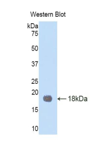 TIMP1 Antibody - Western blot of recombinant TIMP1.  This image was taken for the unconjugated form of this product. Other forms have not been tested.