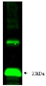 TIMP1 Antibody - Immunodetection Analysis: Representative blot from a previous lot. The membrane blot was probed with anti-TIMP1 primary antibody(0.25?g/ml). Recombinant proteins were visualized using a goat anti-rabbit secondary antibody conjugated to HRP and chemiluminescence detection system. Arrows indicate cellular TIMP1 from human and mouse cells (23 kDa).